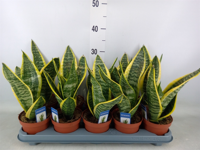 <h4>Sansevieria trifa. 'Futura Superba'</h4>