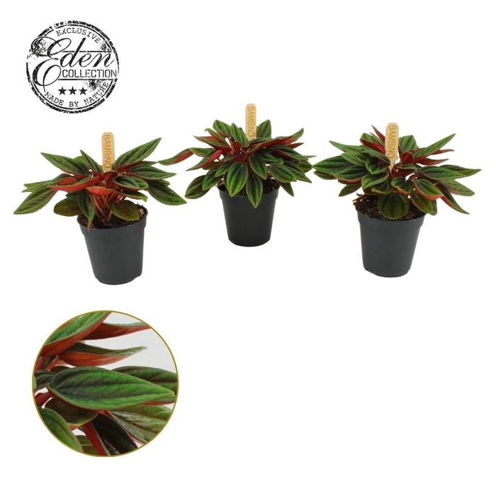 <h4>Peperomia Rosso 5,5cm</h4>