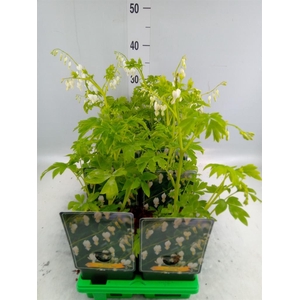 Dicentra spectabilis 'Alba'