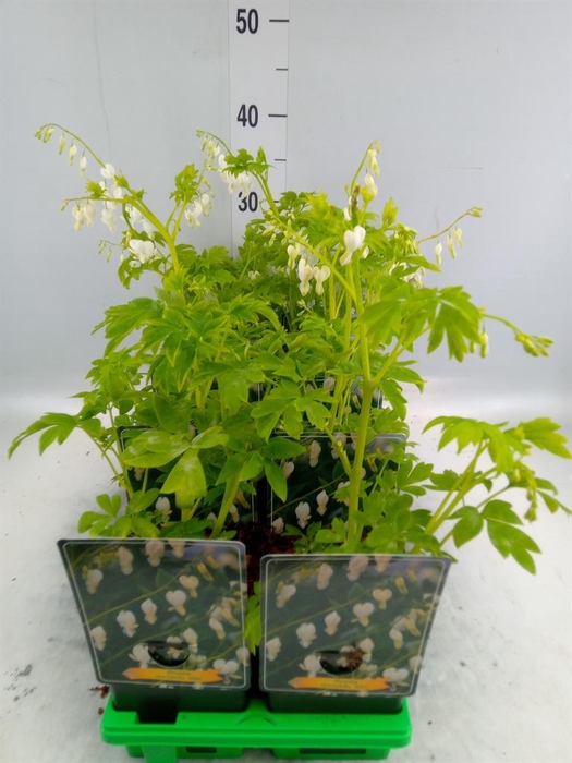 <h4>Dicentra spectabilis 'Alba'</h4>