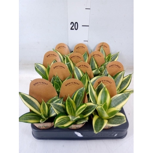 Sansevieria trifa. 'Golden Hahnii'