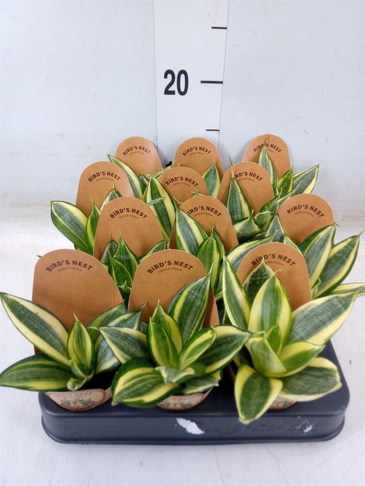<h4>Sansevieria trifa. 'Golden Hahnii'</h4>