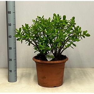 CRASS OVATA