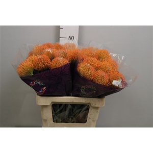 Leuco Ayoba Peach