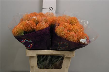 <h4>Leuco Ayoba Peach</h4>