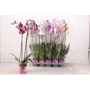 PHAL GEM 5 KL
