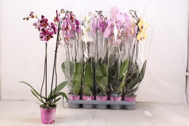<h4>PHAL GEM 5 KL</h4>