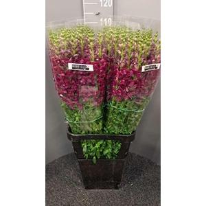 Antir Antibes Purple