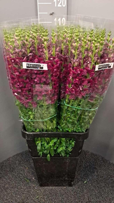 <h4>Antir Antibes Purple</h4>