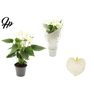 Anthurium 14 cm Cocos in Couture sleeve