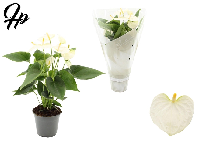 <h4>Anthurium 14 cm Cocos in Couture sleeve</h4>