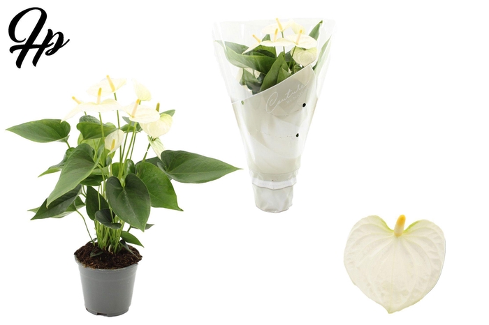 <h4>Anthurium 14 cm Cocos in Couture sleeve</h4>