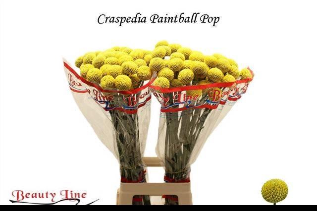 <h4>CRAS PAINTBALL POP</h4>