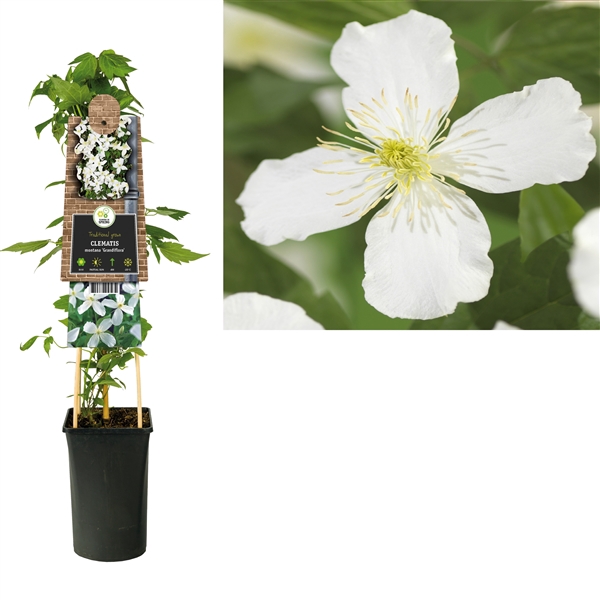 <h4>Clematis montana 'Grandiflora' +3.0 label</h4>
