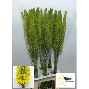 EREMURUS BOLERO