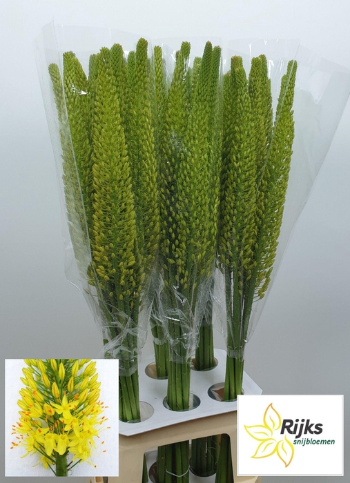 <h4>EREMURUS BOLERO</h4>