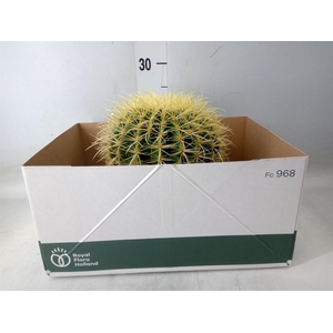 Echinocactus grusonii