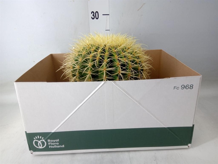<h4>Echinocactus grusonii</h4>