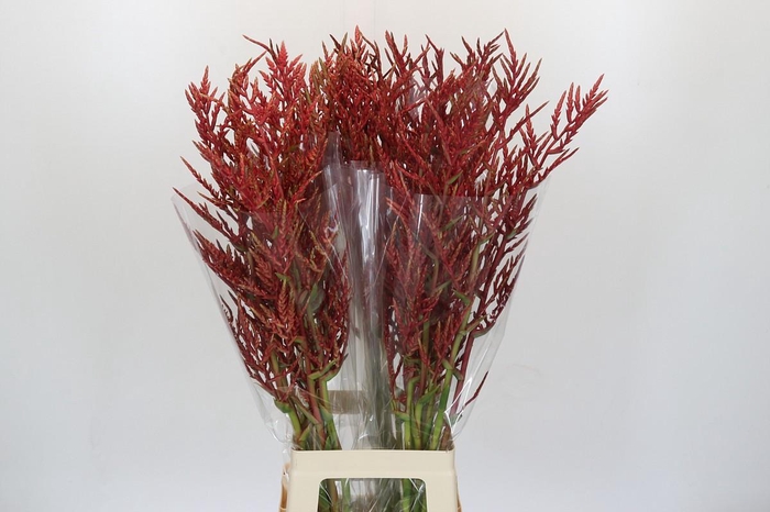 <h4>Bromelia Red Paloma</h4>