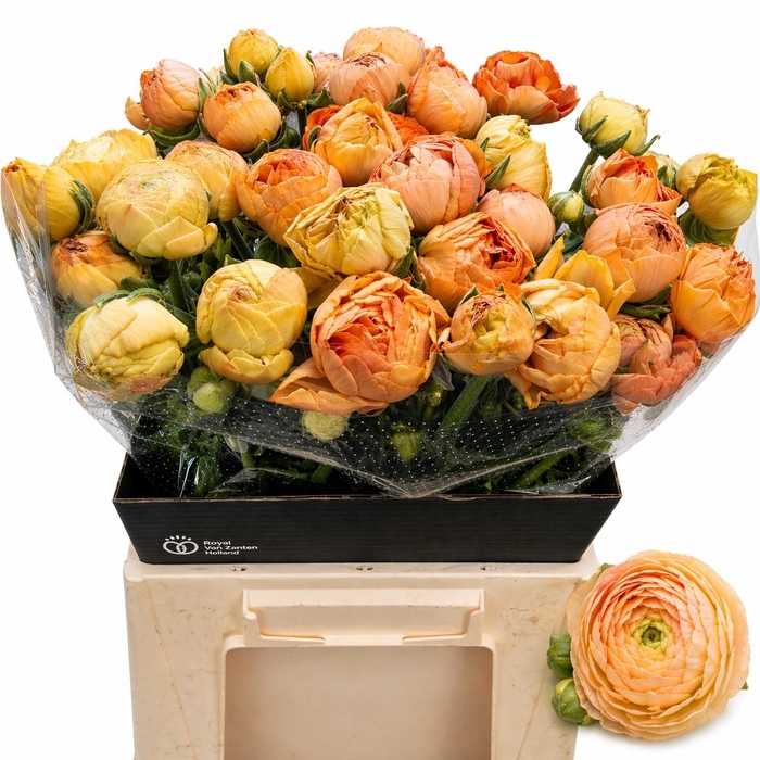 <h4>RAN AAZUR PEACH</h4>