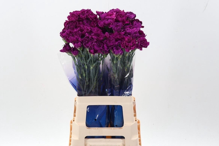 <h4>Dianthus ST 'Nobbio Violet'</h4>