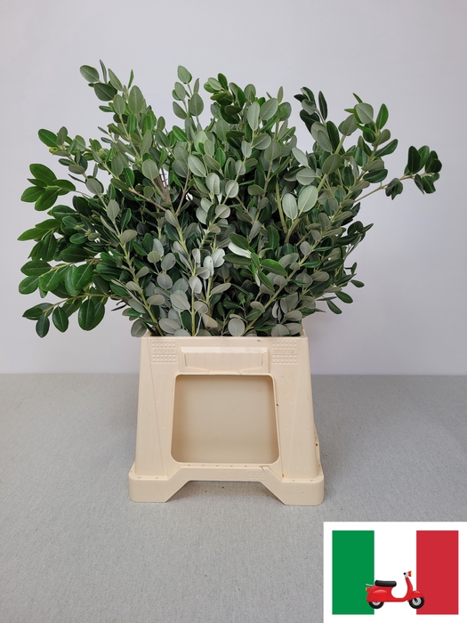 <h4>PITTOSPORUM PB RALPHII</h4>