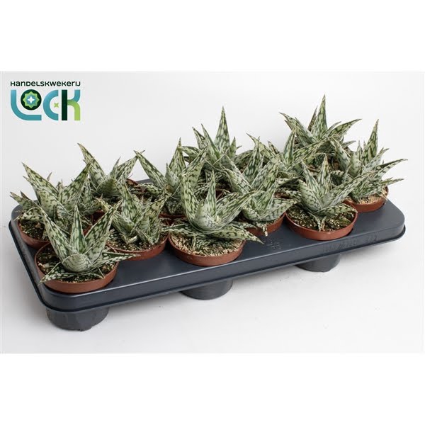 <h4>Aloe Caddo</h4>