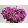 Dahlia Purple O