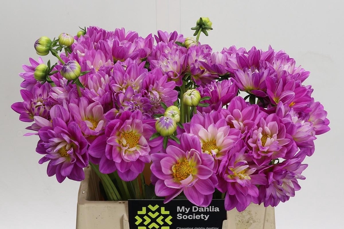 Dahlia Purple O