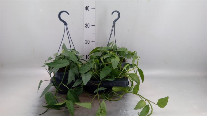 Epipremnum pinn. 'Cebu Blue'