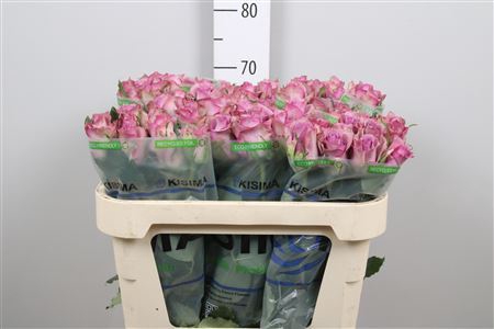<h4>Rosa GR 'Nightingale'</h4>