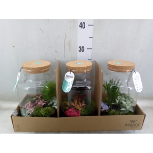 Arr.   Planten H%