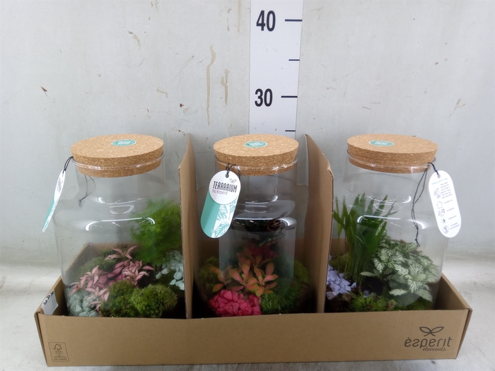 <h4>Arr.   Planten H%</h4>
