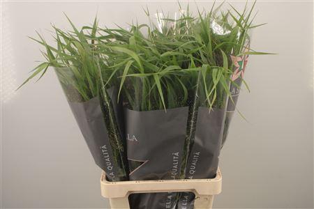 <h4>Panicum Fountain</h4>