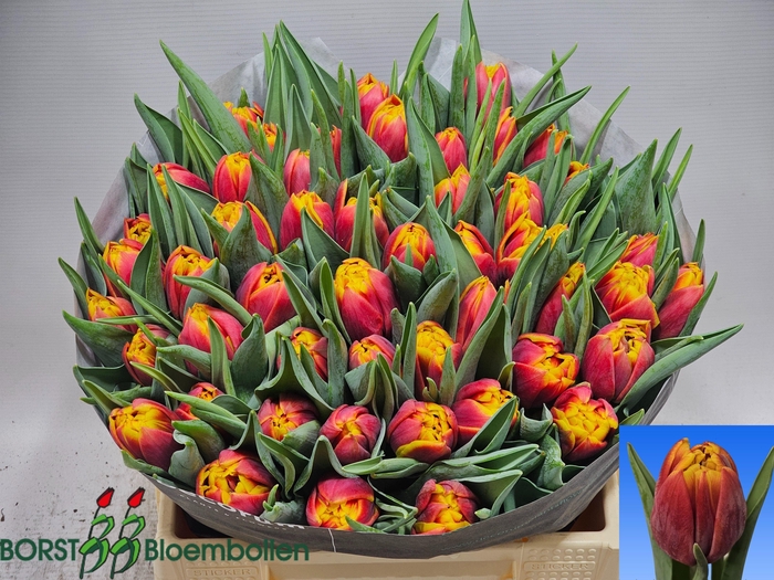 <h4>TU DU NYENRODE</h4>