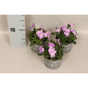 (X) Viola cornuta F1 Pink Lavender