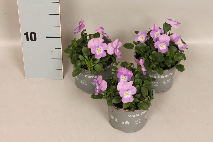 (X) Viola cornuta F1 Pink Lavender