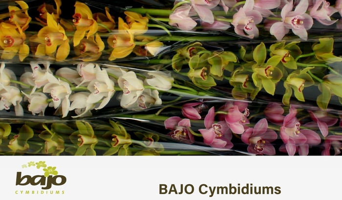 <h4>CYMB T GEM</h4>