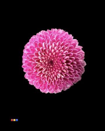 <h4>Chr S Dusty Cerise</h4>