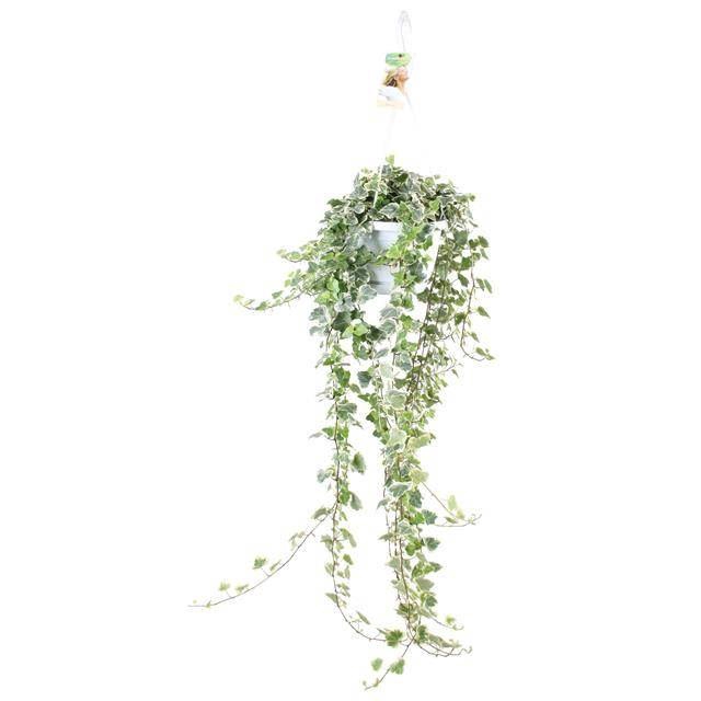 <h4>Hedera helix White Wonder</h4>