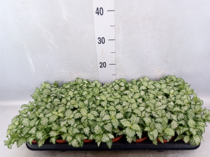 Fittonia  'Mosaic White Tiger'