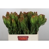 Leucadendron Laurel Yellow