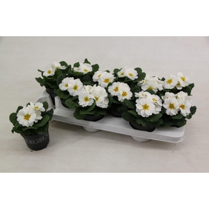 Primula ac. 'Cairo White' (rijp)