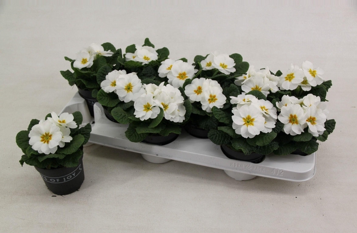<h4>Primula ac. 'Cairo White' (rijp)</h4>