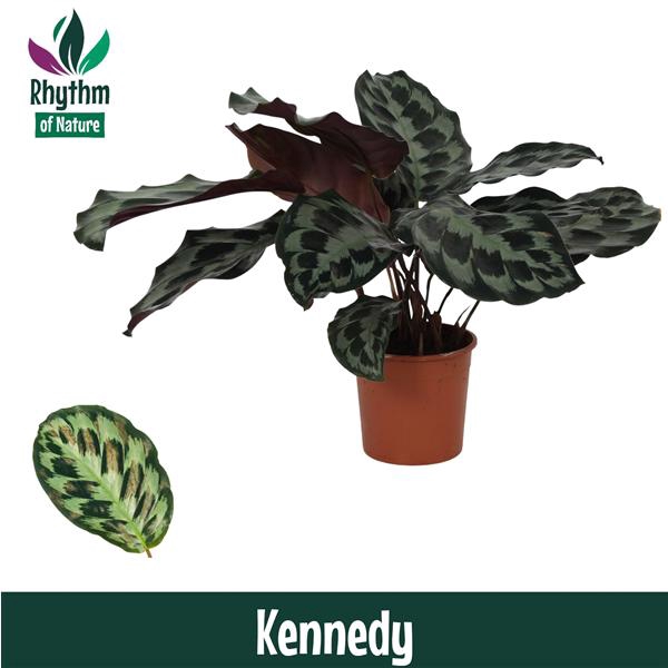 <h4>Calathea 19cm Kennedy Rhythm of Nature</h4>