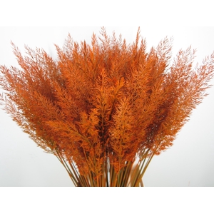 CALAMAGROSTIS BRACHY ORANJE