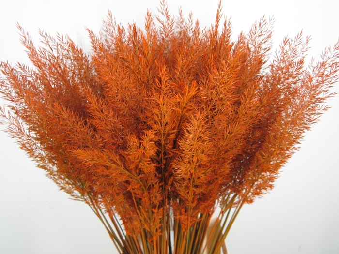 <h4>CALAMAGROSTIS BRACHY ORANJE</h4>