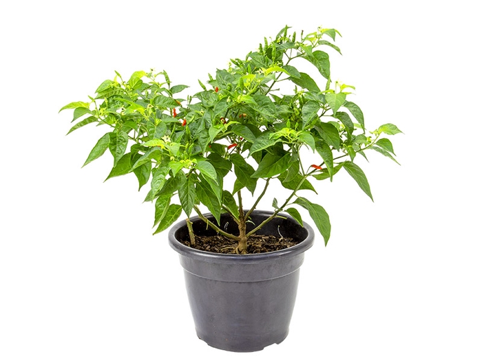 <h4>PIMENTA MALAGUETINHA P24</h4>