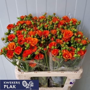 GEUM TROPICAL TEMPEST
