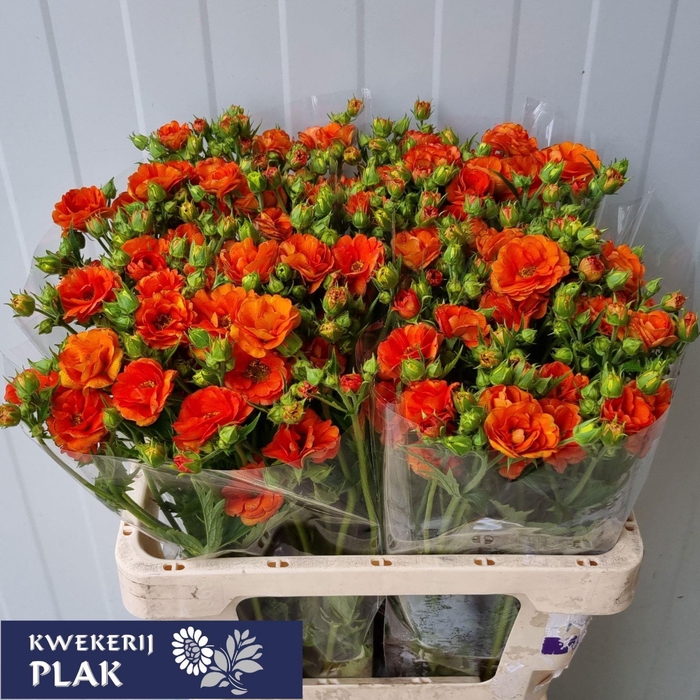 <h4>GEUM TROPICAL TEMPEST</h4>